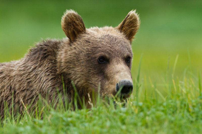 Grizzly Bear Cub